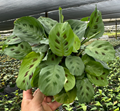 6" Maranta Green 